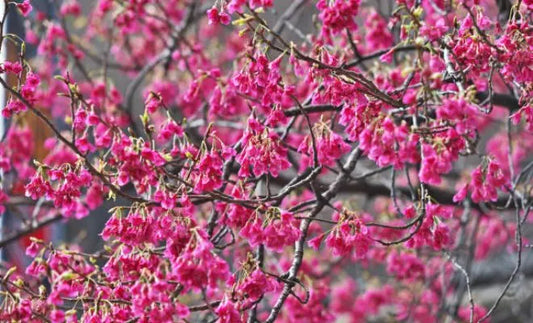 Peach Blossom Symbolism in Different Cultures