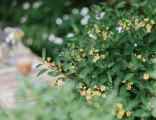 Chinese Perfume Tree Facts - Aglaia Odorata