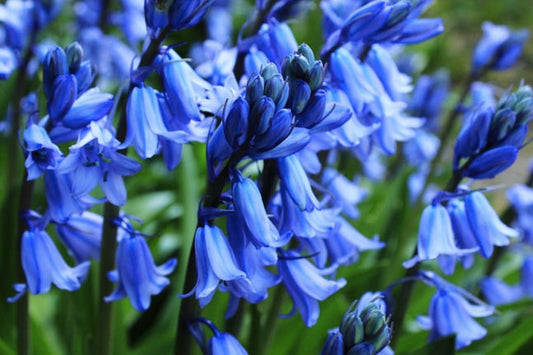 Bluebells Description & Less Known Informational