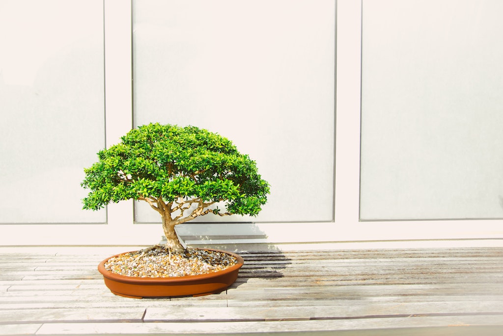 Online Bonsai Tree | Bonsai Delivery Singapore
