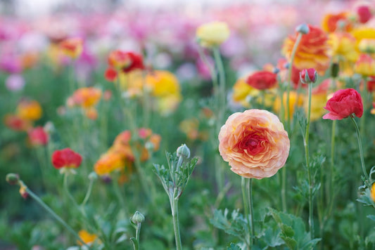 Ranunculus Flowers | Buttercups Facts And Species | FlowerAdvisor |