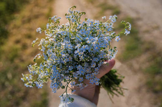 Tips for Planting and Growing Forget Me Not Plant