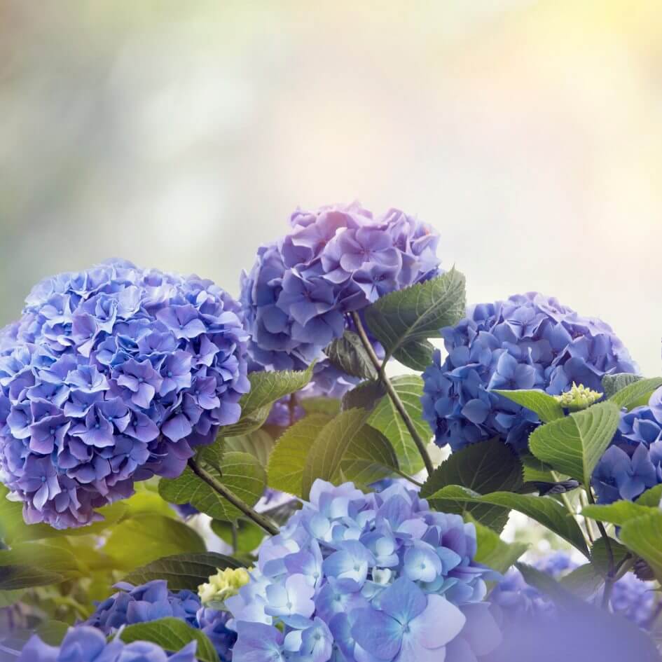 Hydrangeas 101: History, Facts, Meaning, and Planting Tips