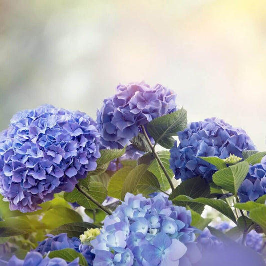 Hydrangeas 101: History, Facts, Meaning, and Planting Tips