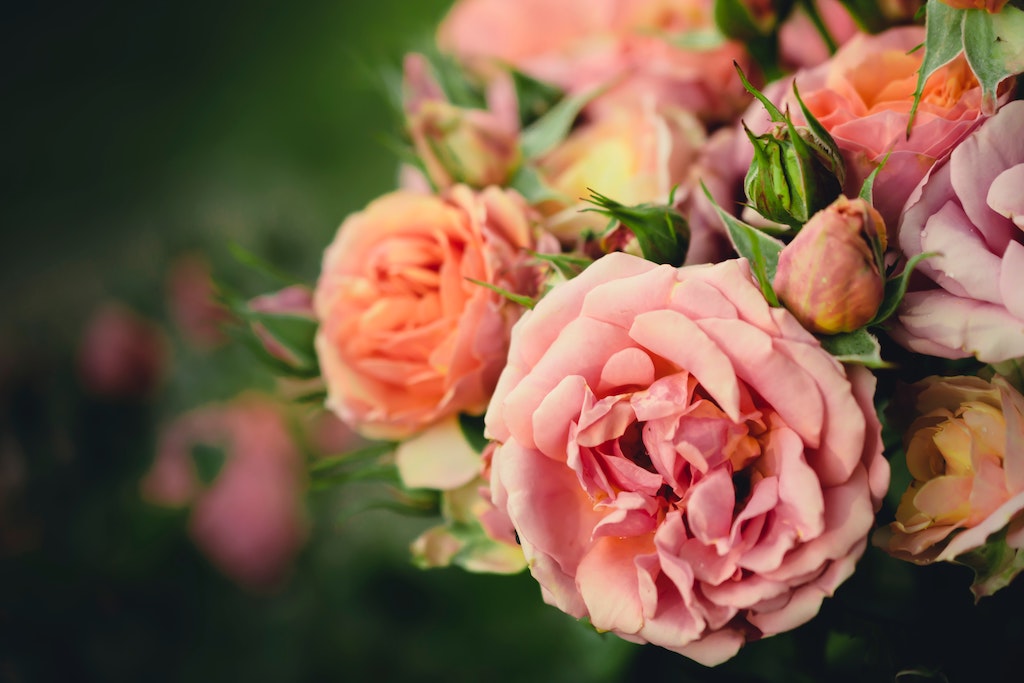Pastel Pink Roses For Delivery | Get Roses From FlowerAdvisor