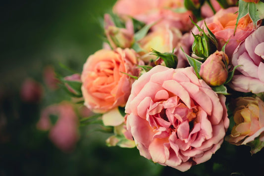 Pastel Pink Roses For Delivery | Get Roses From FlowerAdvisor