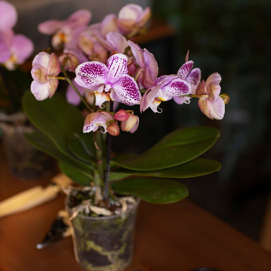 Orchids Guides: Definition, Facts, and Tips