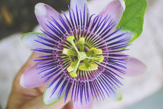Passion Flower - Symbolism, Facts and Benefits | FlowerAdvisor