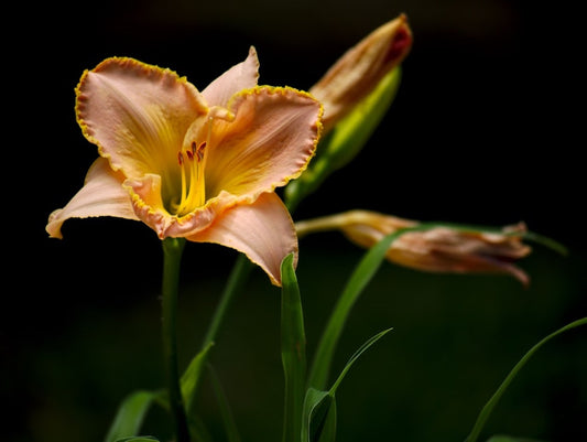 Is Peace Lily Really Lilies? Know All About It In The Article | FlowerAdvisor
