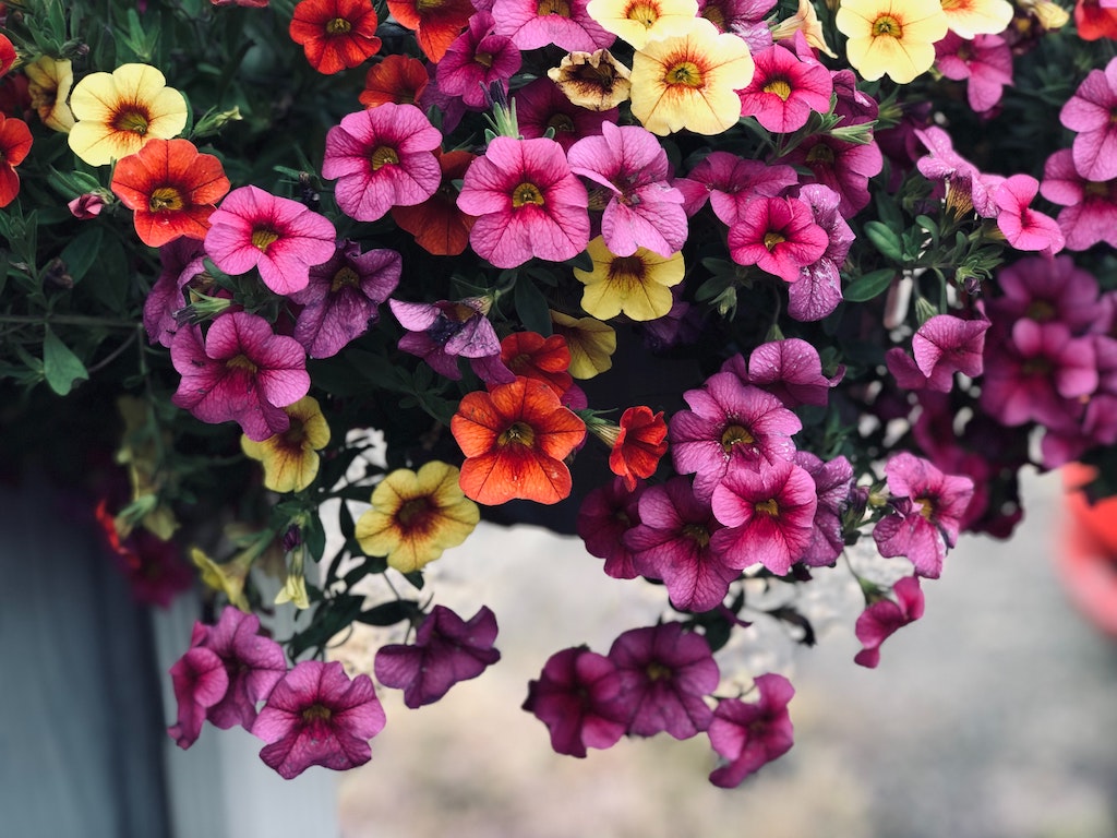 Petunia | Know All About Them