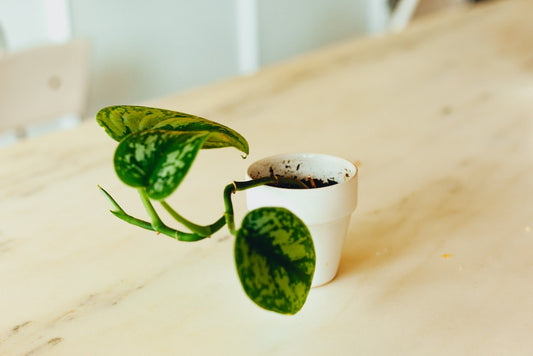 15 Best Indoor Plants To Beautify Your House