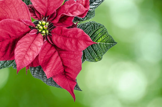 Poinsettias - Fun Facts, Growing and Caring Tips