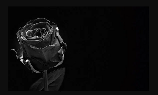The Enchanting Black Roses, Are The Real or Dyed?