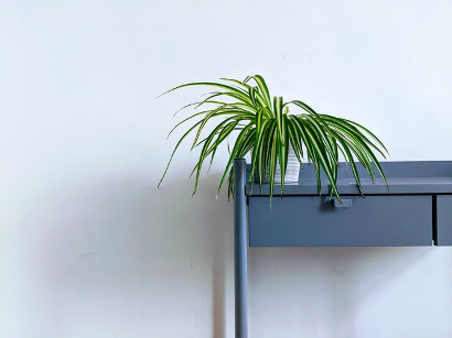 The Best Guide To Grow And Care For The Spider Plant