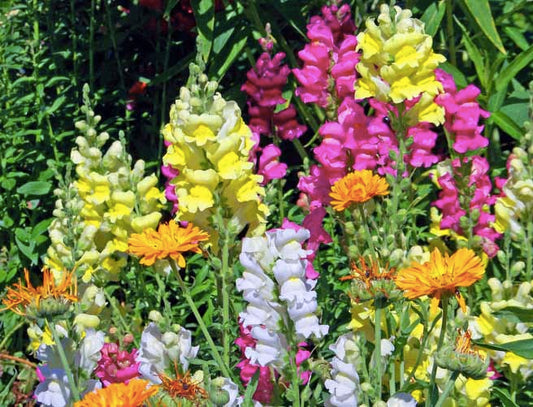 5 Beautiful Flowers That Can Kill You