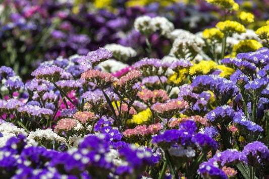 Statice| Statice Flower Singapore| Sea Lavender