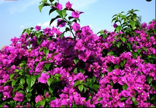 The Best Way and Where to Grow Bougainvillea