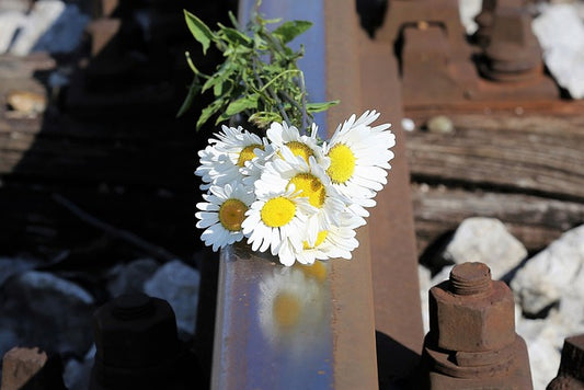 Daisy Specialities and Its 11 Varieties