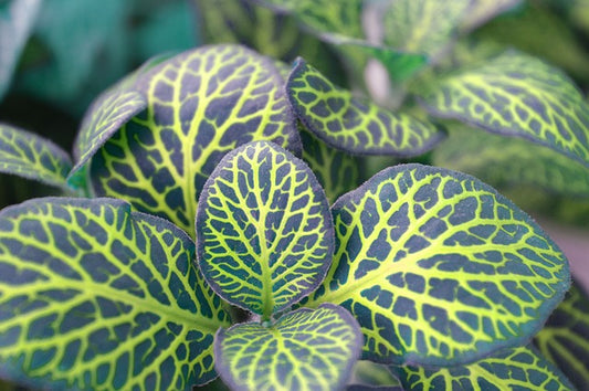 Nerves Of The Fittonia Plant