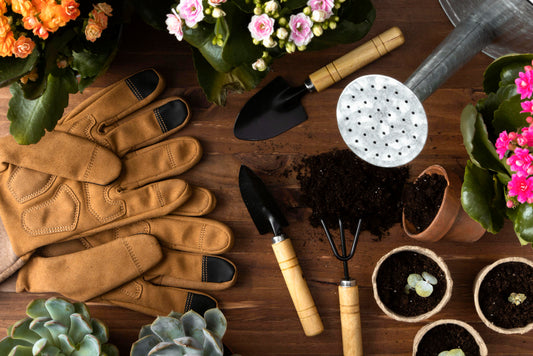 Tips on How to Grow and Care Dahlia at Home: Effortless!