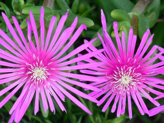 Tips to Grow and Care for Ice Plants