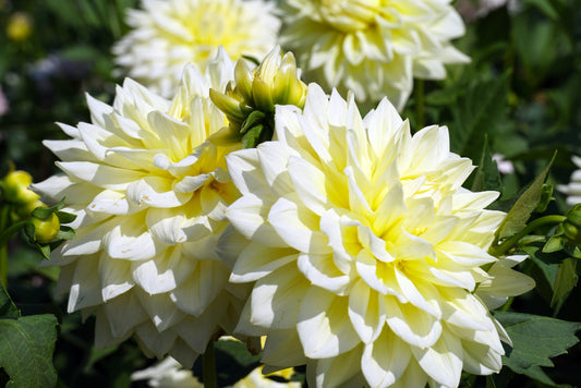 42 Species of Dahlia. And Ideas to Grow and Care for It