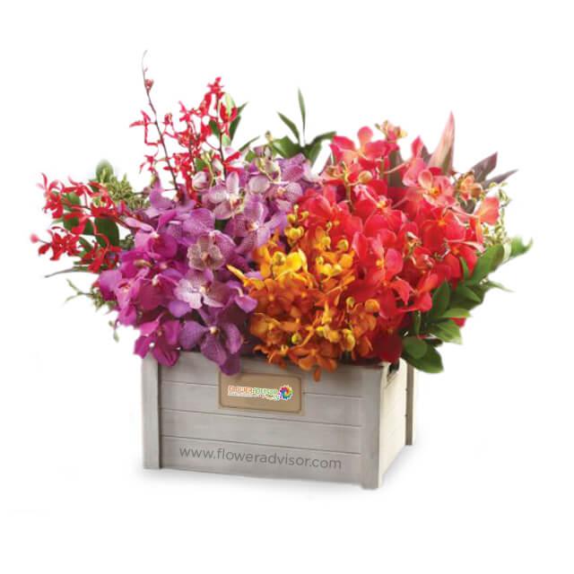 Vibrant mixed orchid arrangement in wooden box for same-day flower delivery