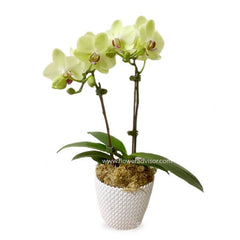 Elegant yellow orchid in white pot for flower delivery, perfect for home or office decor