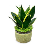 Small potted snake plant with green leaves, ideal for flower and plant delivery in Singapore