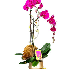 Elegant pink orchid arrangement in a gold pot, perfect for flower delivery gift
