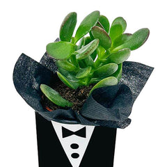 Mini succulent plant in a tuxedo-themed black gift box for flower delivery