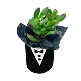 Mini succulent plant in tuxedo-themed pot, perfect for flower delivery gift