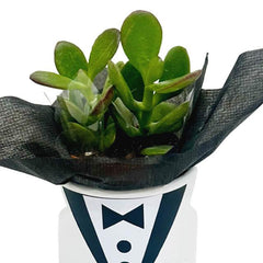 Mini succulent in tuxedo-themed box, stylish plant gift for flower delivery in Singapore