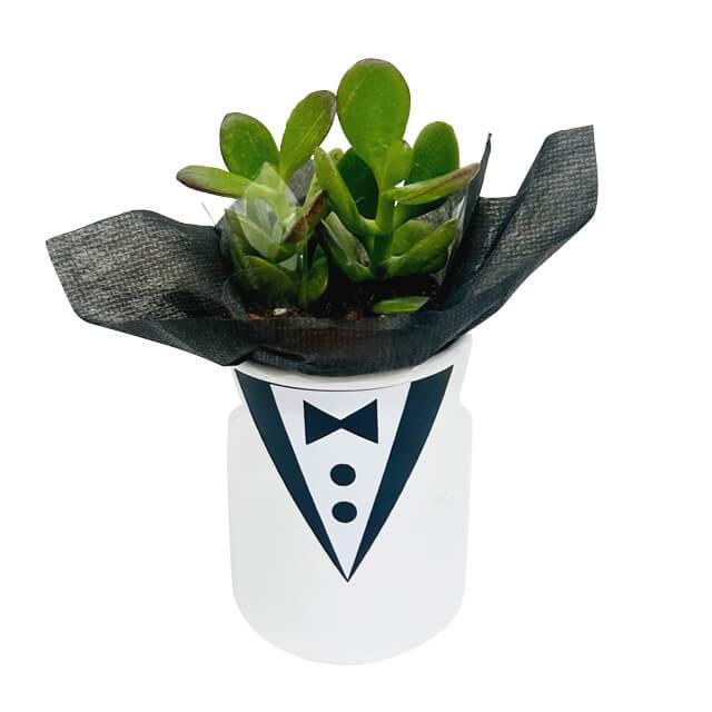 Mini succulent plant in tuxedo-themed pot, ideal for stylish flower delivery gifts