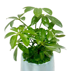 Green potted plant for flower delivery, perfect for indoor home or office decor