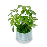 Mini potted plant with lush green leaves, perfect for indoor plant delivery in Singapore