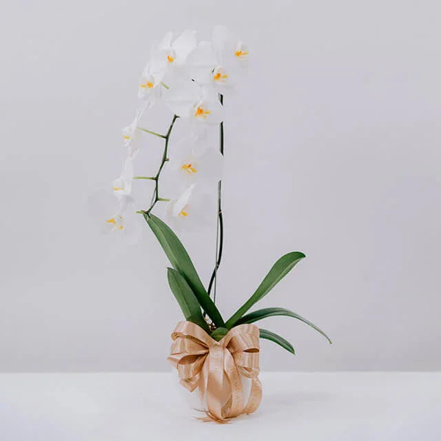 Elegant white orchid in a pot with gold ribbon, ideal for flower delivery gifts