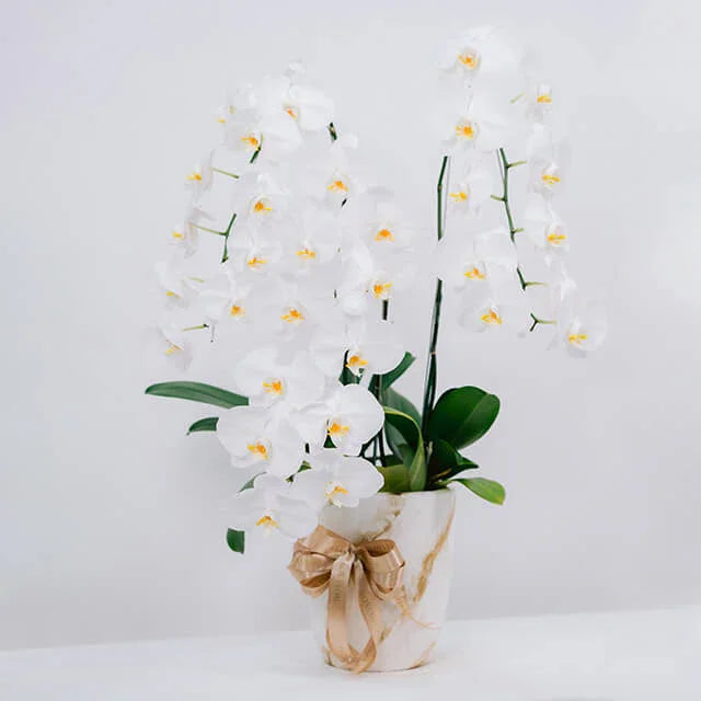 Elegant white orchid stems in a pot with gold ribbon, ideal for flower delivery gifts