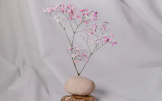 Baby Breath - Meaning, Caring And Use
