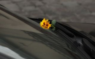 The Art of Forgiveness: Flowers as a Symbol of Peace
