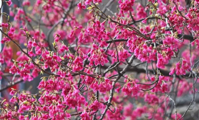 Peach Blossom Symbolism in Different Cultures