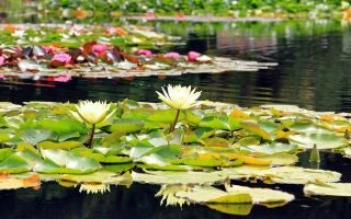 Aquatic Plants: Types, Benefits, and Easy Care Tips for Your Home
