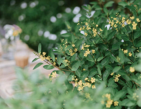 Chinese Perfume Tree Facts - Aglaia Odorata