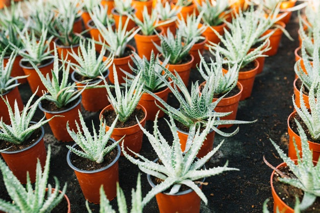 6 Benefits of Aloe Vera for Body Health – Easy to Grow!