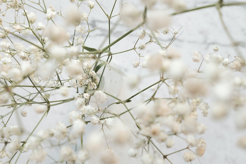 Baby Breath - The Gypsophila Flower