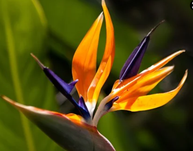 Is Bird of Paradise Suitable as An Indoor Plant?