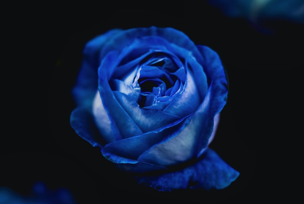 Blue Rose Symbolism Along With Its Gifting Speciality