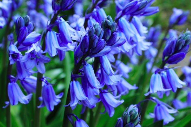 Bluebells Description & Less Known Informational
