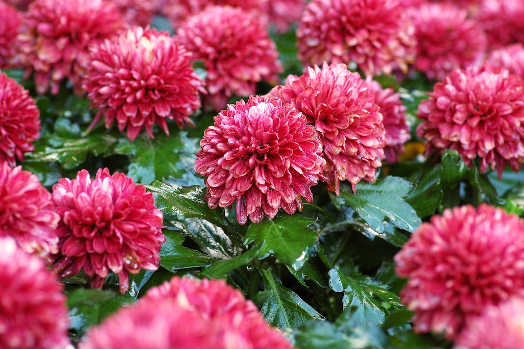 Chrysanthemum Flowers - Growing, Caring, and Varieties of The Mums