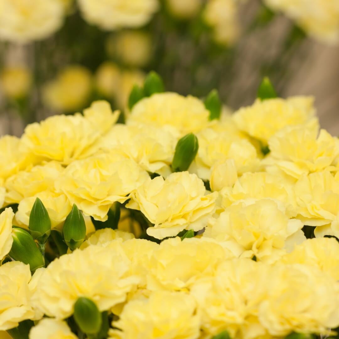 Yellow Carnation: The Meaning of Rejection